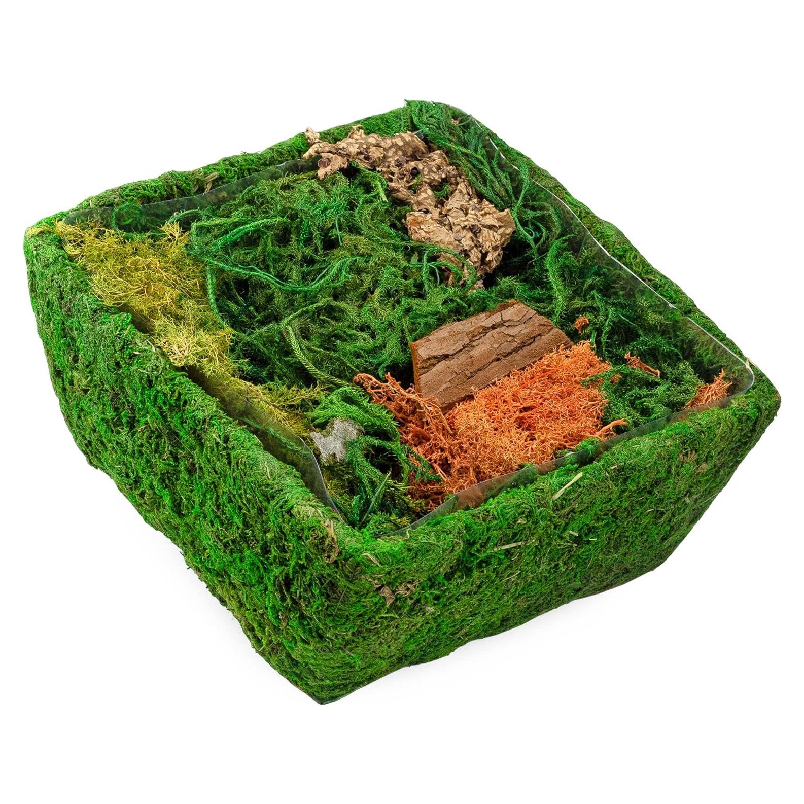 Kit de Terrario de Jardín de Hadas Esterno 25.4x24.1cm