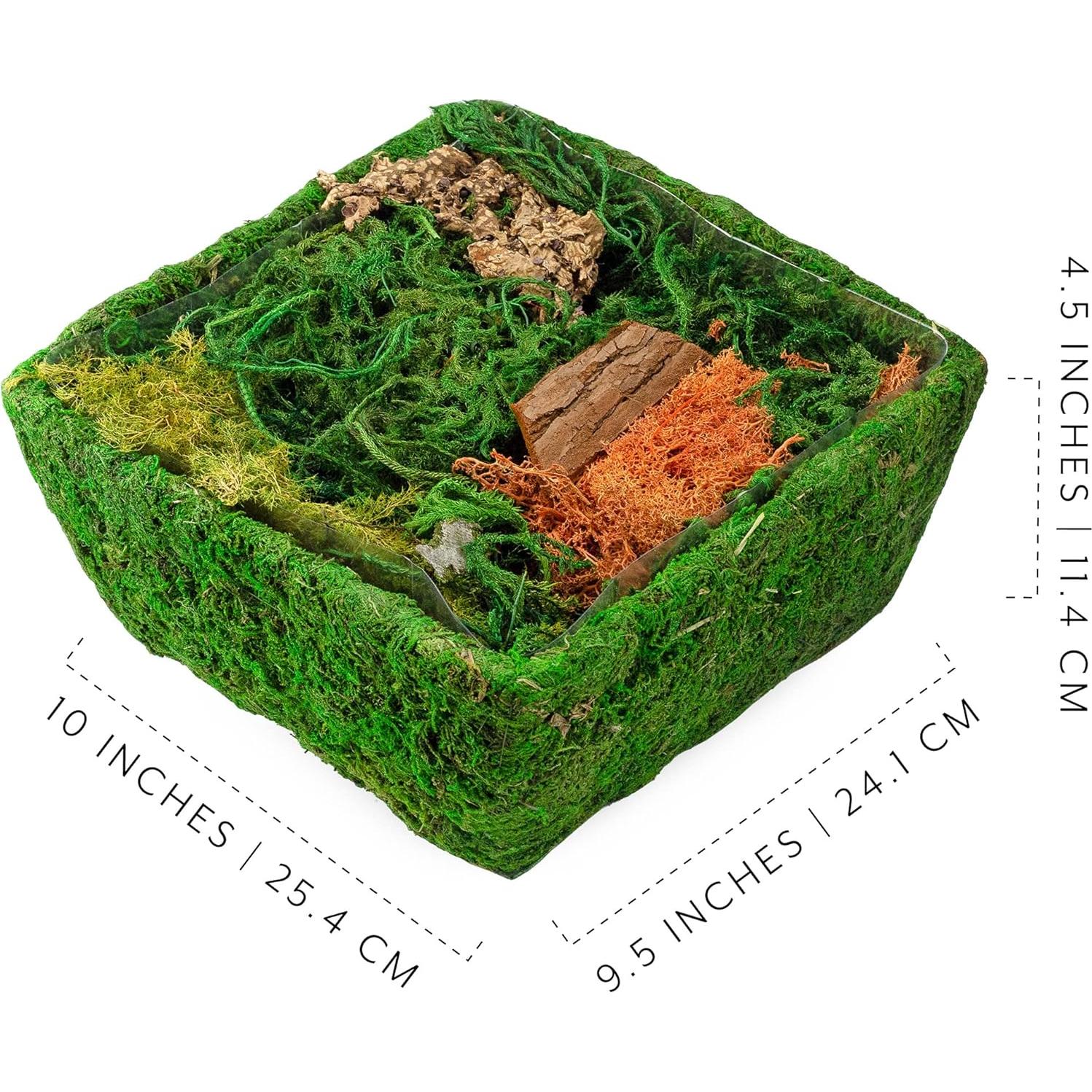 Kit de Terrario de Jardín de Hadas Esterno 25.4x24.1cm