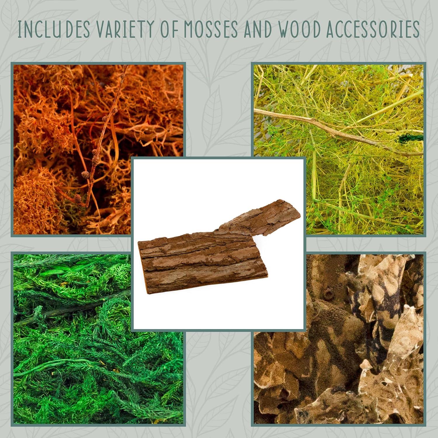 Kit de Terrario de Jardín de Hadas Esterno 25.4x24.1cm