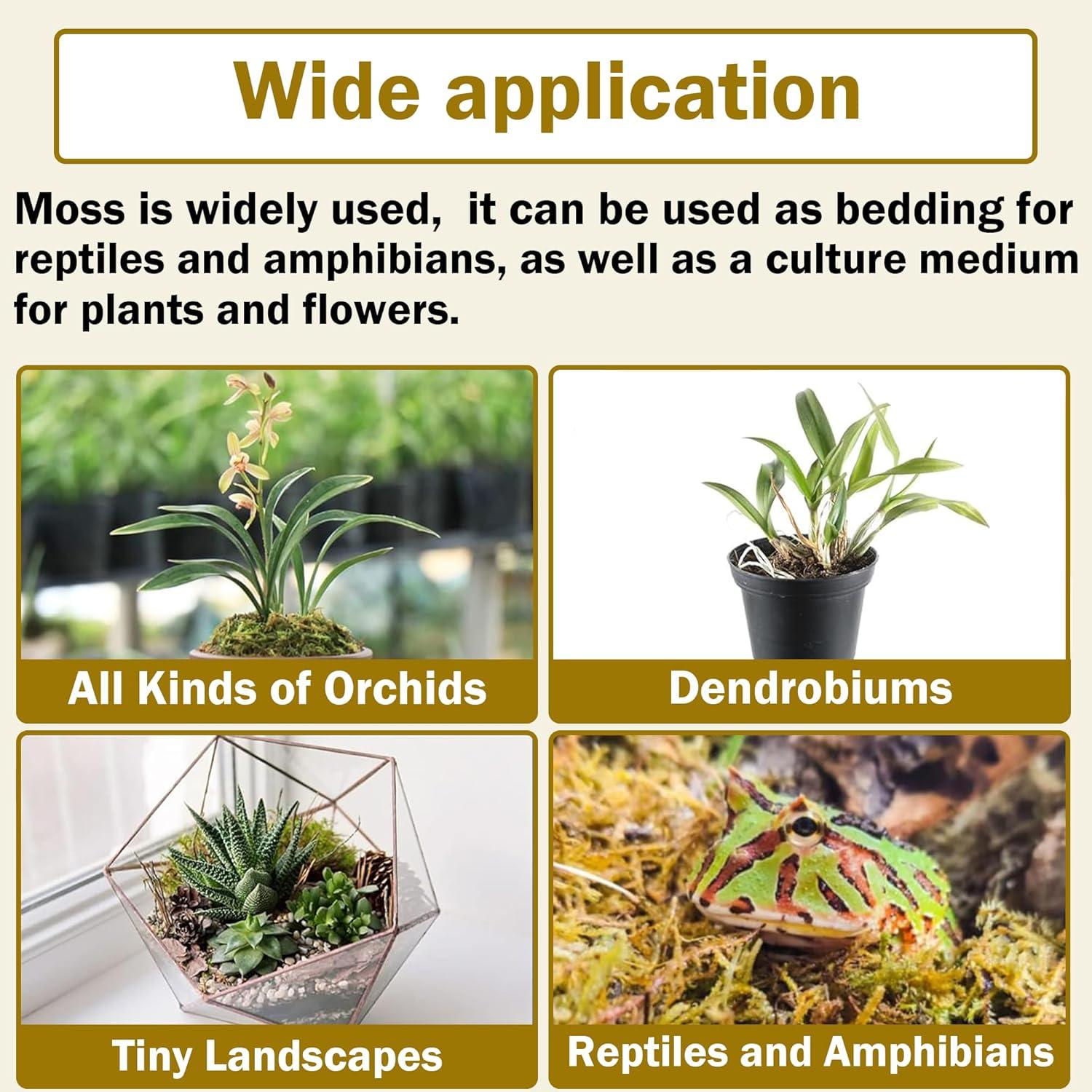 Musgo Sphagnum Natural 150 g Hourleey para Plantas