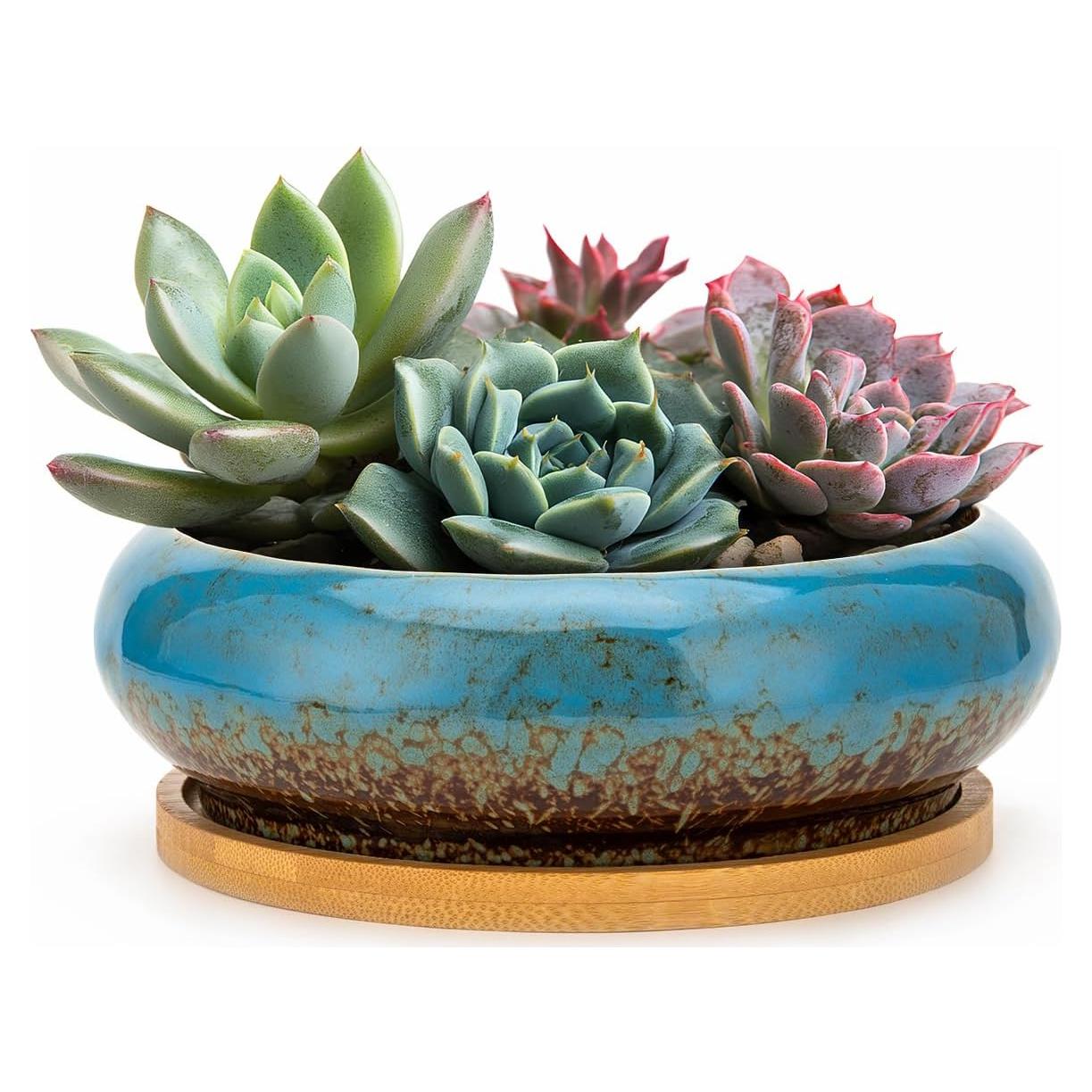 Maceta Cerámica Azul con Rana - 16.5 cm para Suculentas