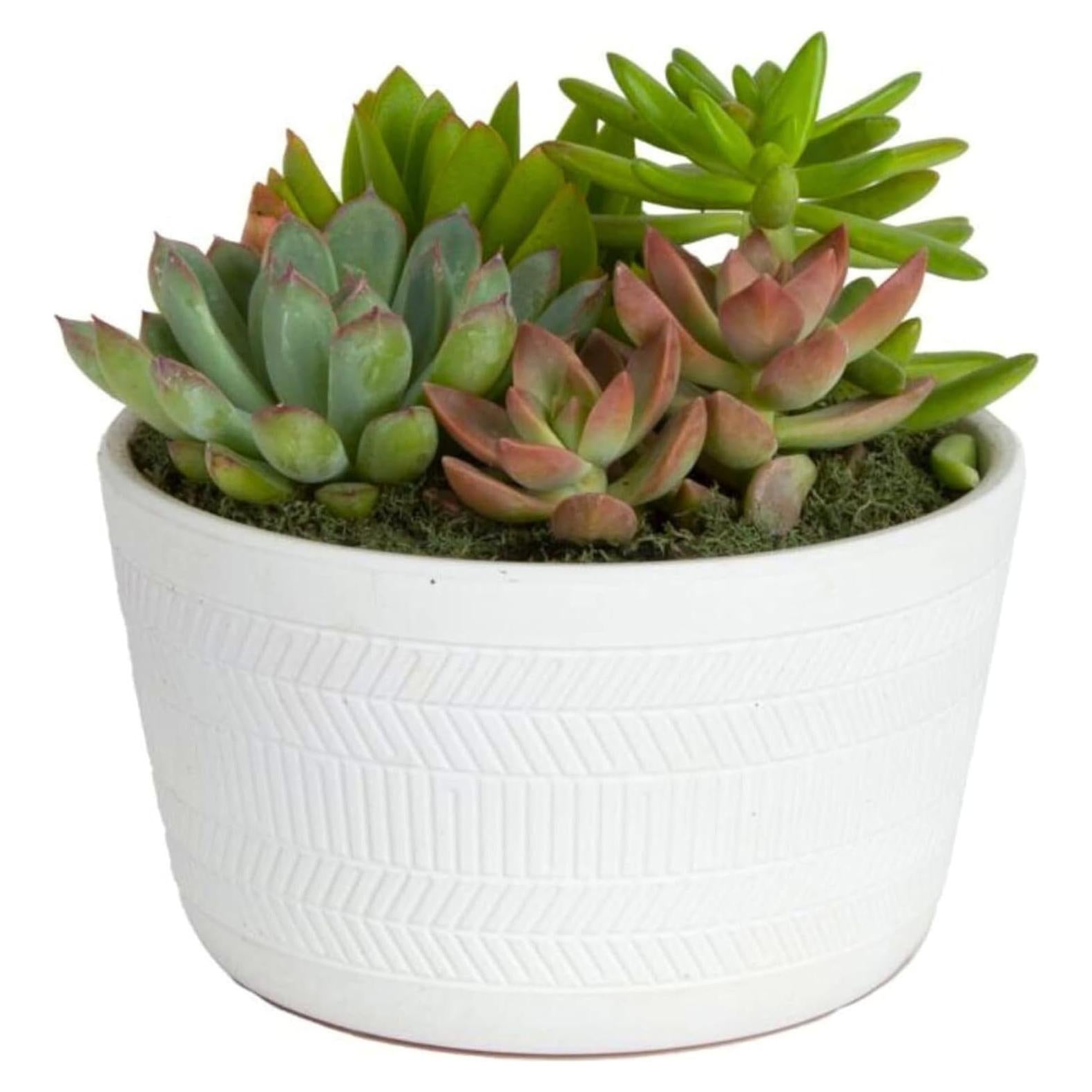 Jardín de Suculentas Vivas Costa Farms en Maceta 15 cm