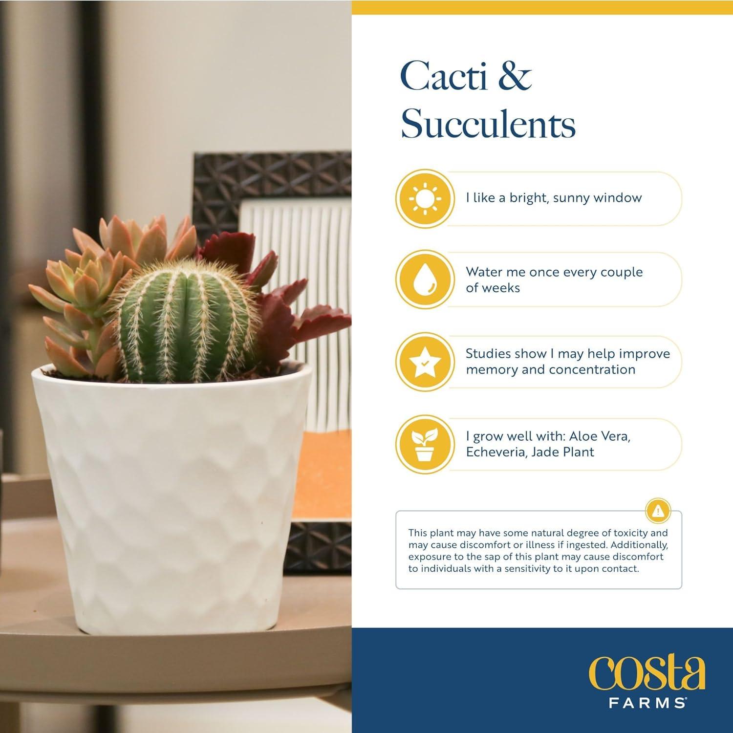 Jardín de Suculentas Vivas Costa Farms en Maceta 15 cm