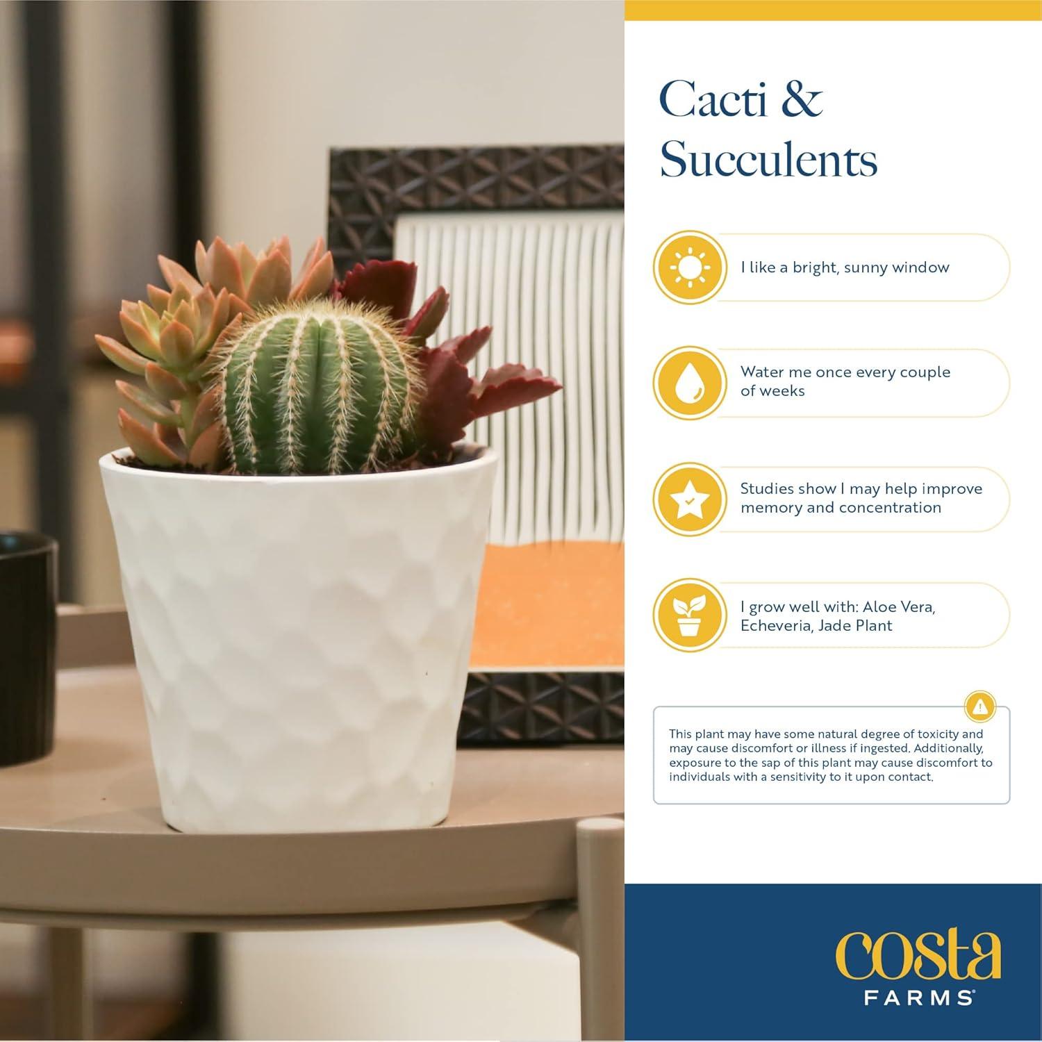 Jardín de Suculentas Vivas Costa Farms en Maceta 15 cm