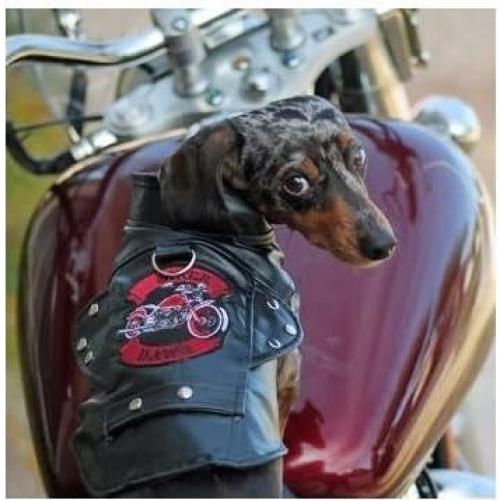 Chaqueta de Moto para Perros Doggie Design Biker Dawg - Cuero Sintético Negro - Tamaño Pequeño