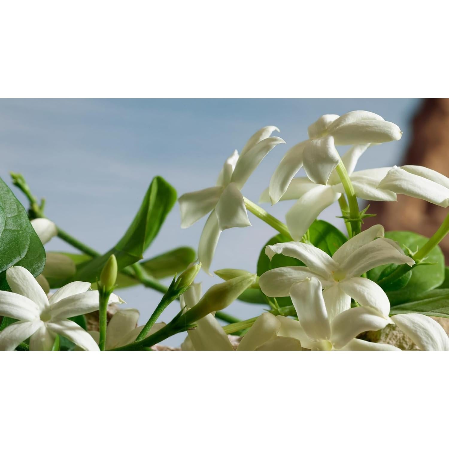 Eau de Parfum Dolce&Gabbana Q 50 ml - Fragancia Femenina