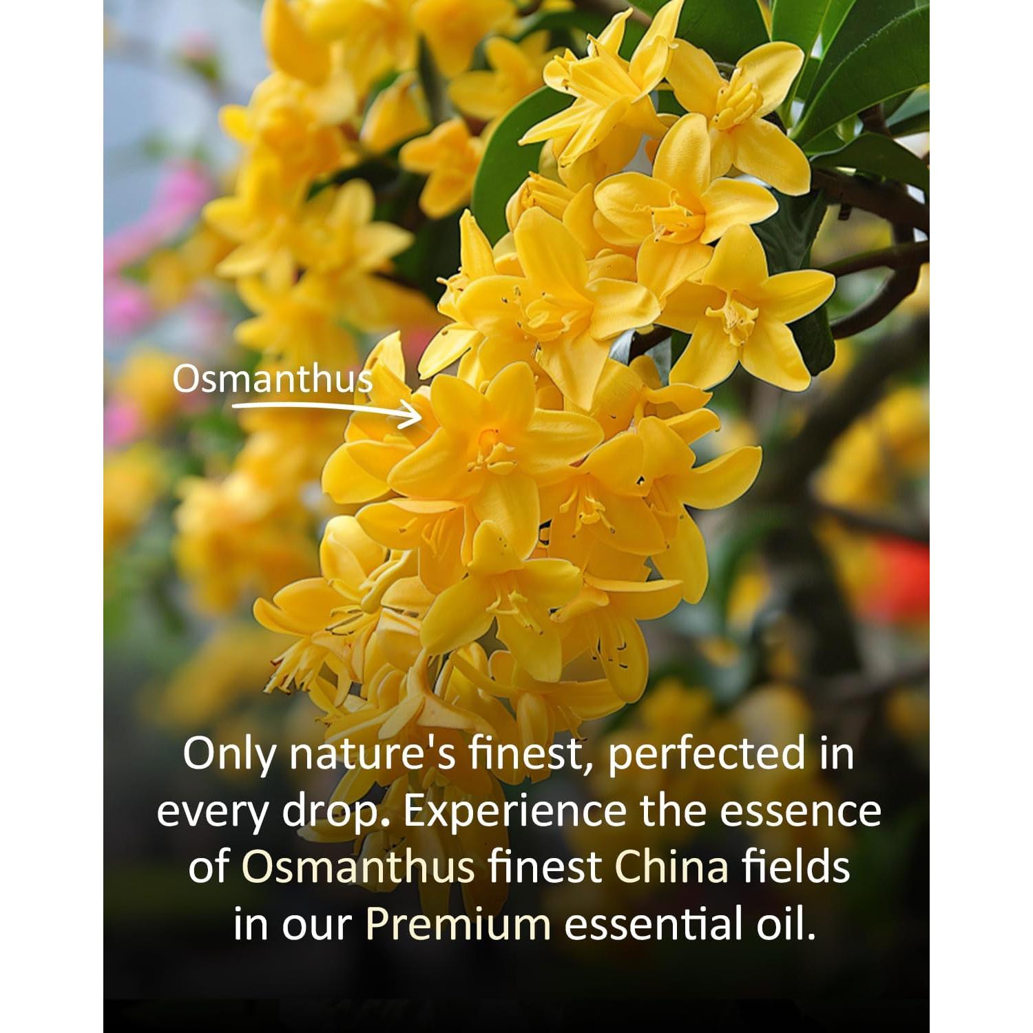 Aceite Esencial de Osmanthus 120ml - 100% Puro para Aromaterapia