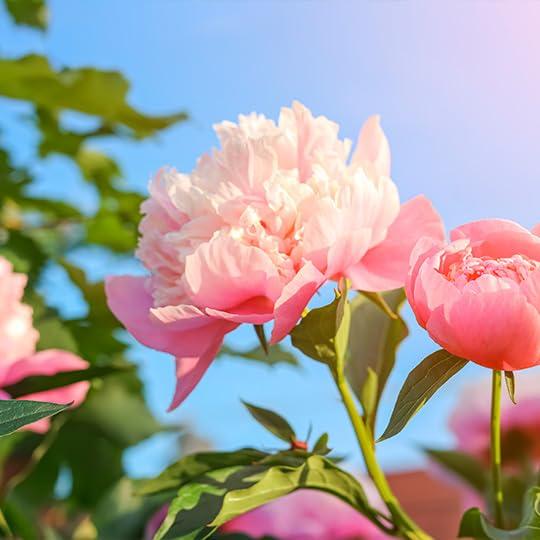 Fragancia Zermat Distinzion Adored 59 ml Floral Cálido