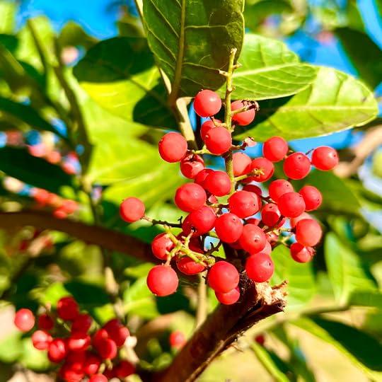 Fragancia Zermat Distinzion Adored 59 ml Floral Cálido