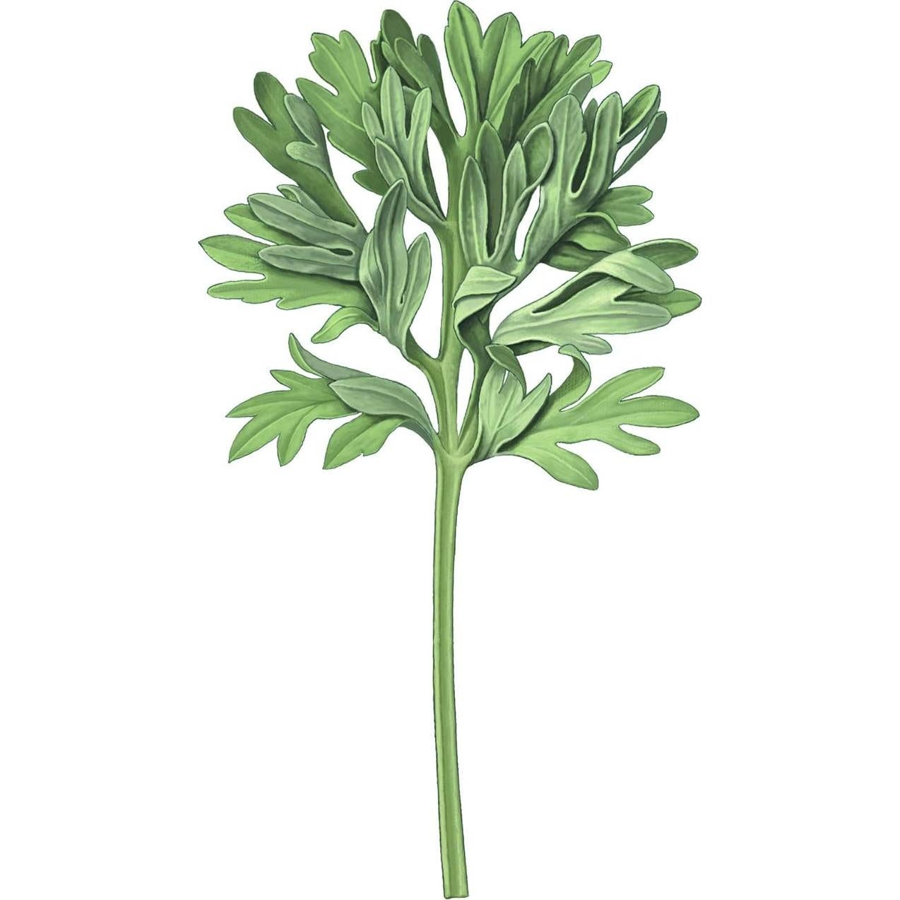 Fragancia Unisex L'Erbolario Absinthium 50ml EDP Revitalizante