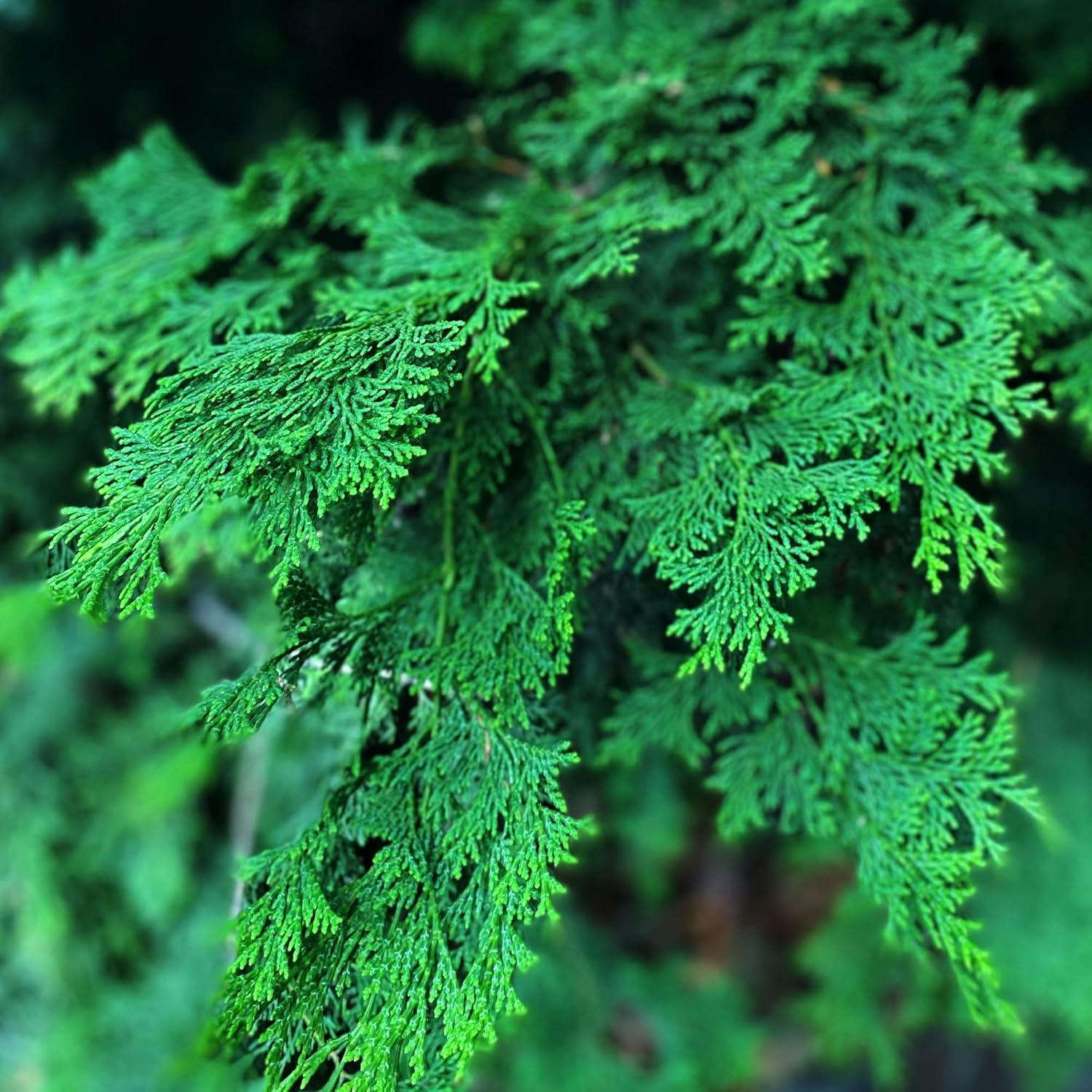 Bruma Aromática TE+TE Hinoki 59 ml - Relajante y Natural