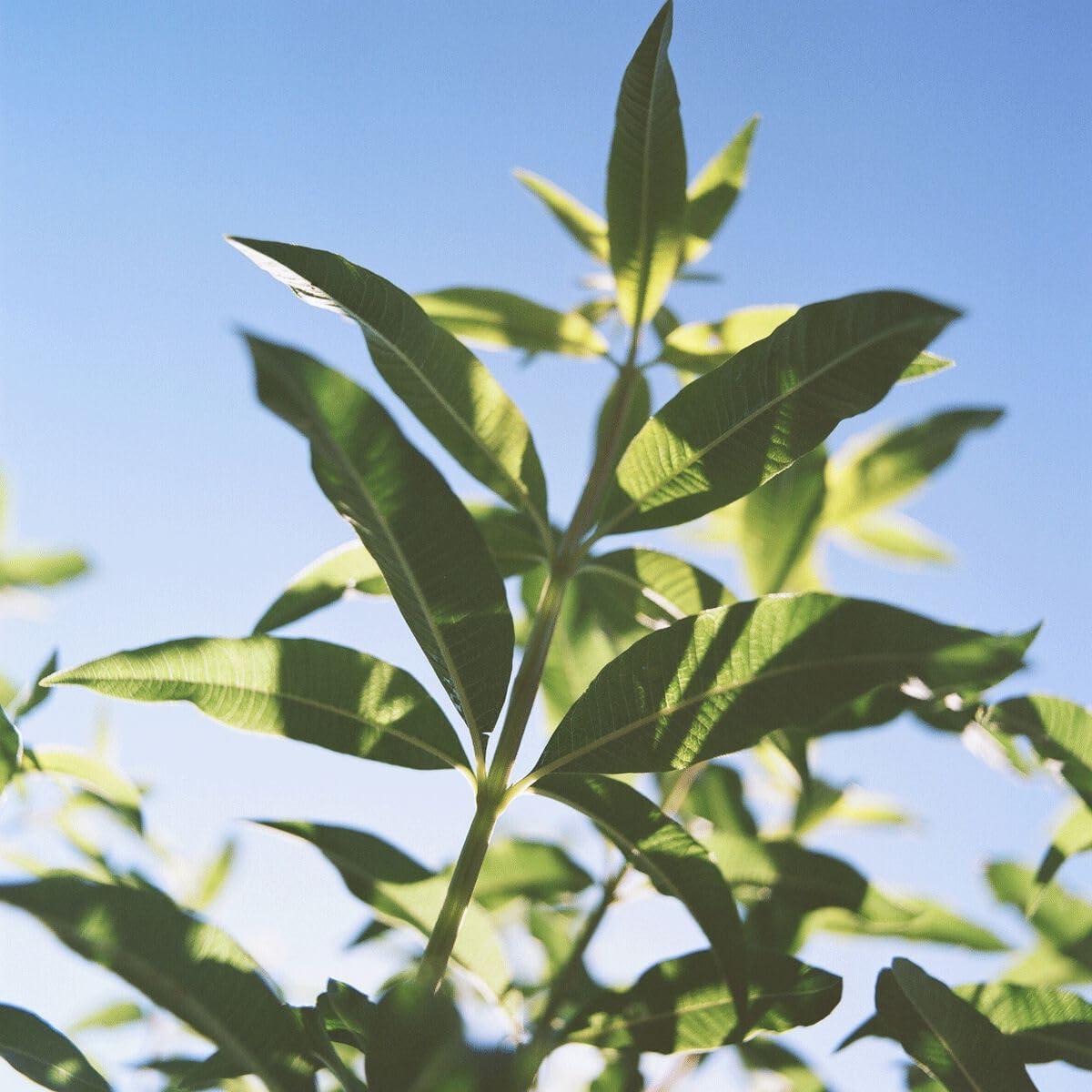 Desodorante L'OCCITANE Sin Aluminio 48 g - Aroma Verbena