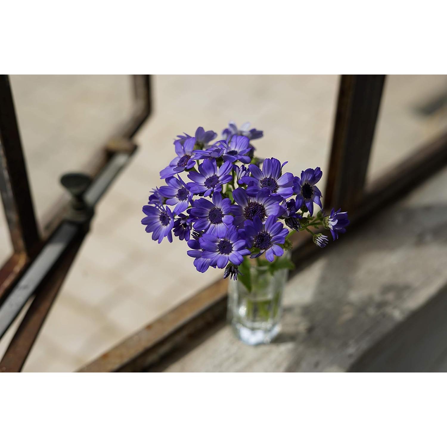 Lente Prime Sony FE 50mm f/1.8 para Cámaras E-mount