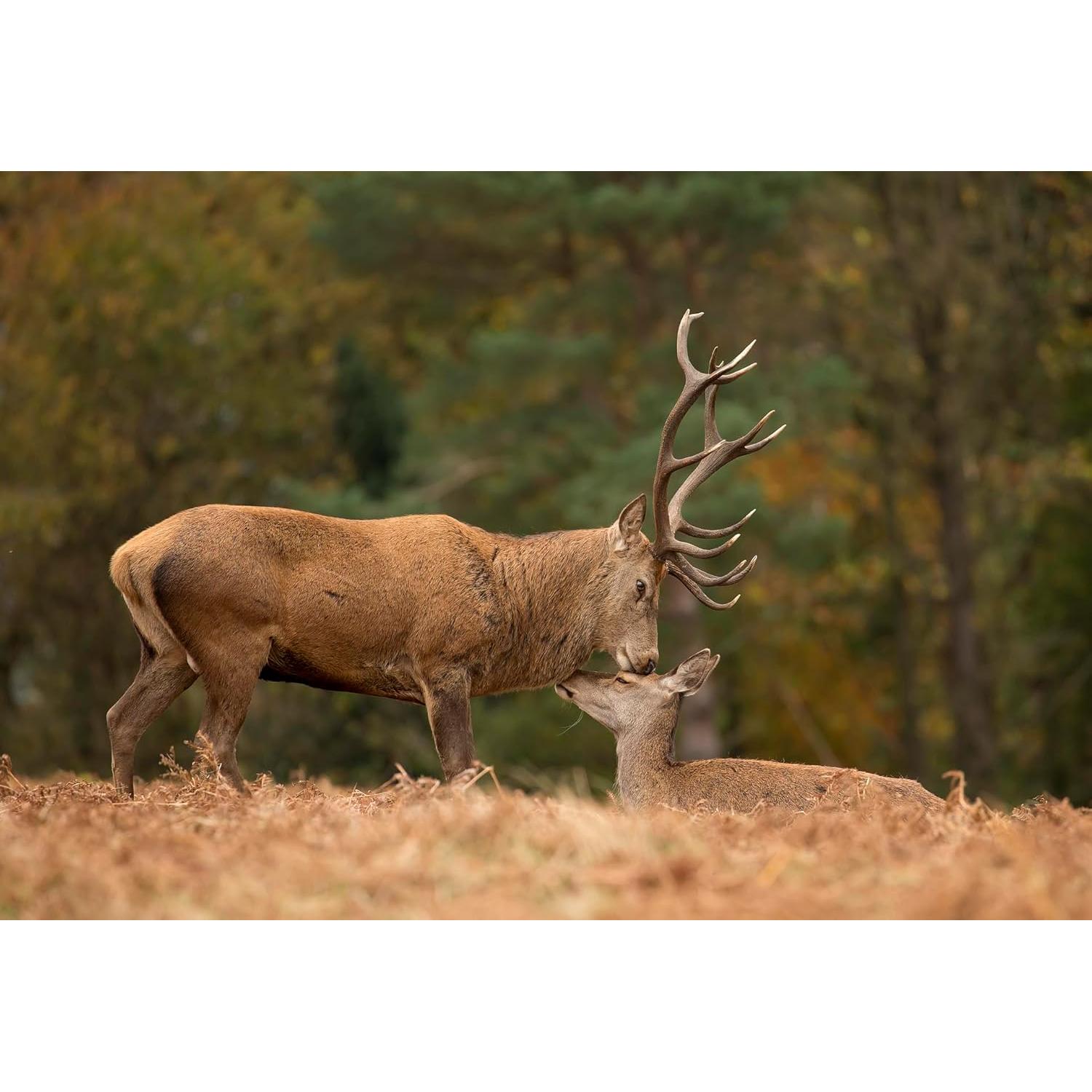 Lente Canon EF 100-400mm f/4.5-5.6L IS II USM - Internacional