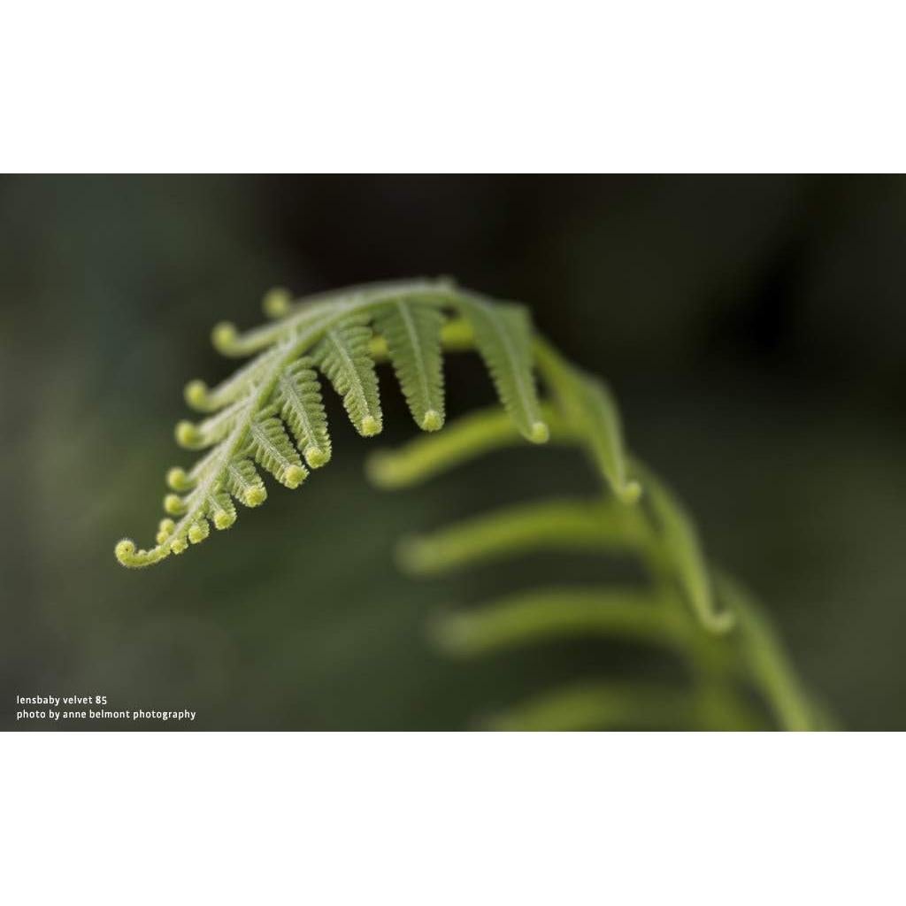 Objetivo Lensbaby Velvet 85mm f/1.8 para Canon RF