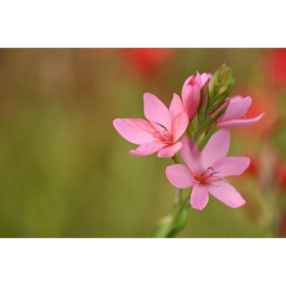 Lente Zoom Nikon NIKKOR Z 70-180mm f/2.8 + Kit de Filtros