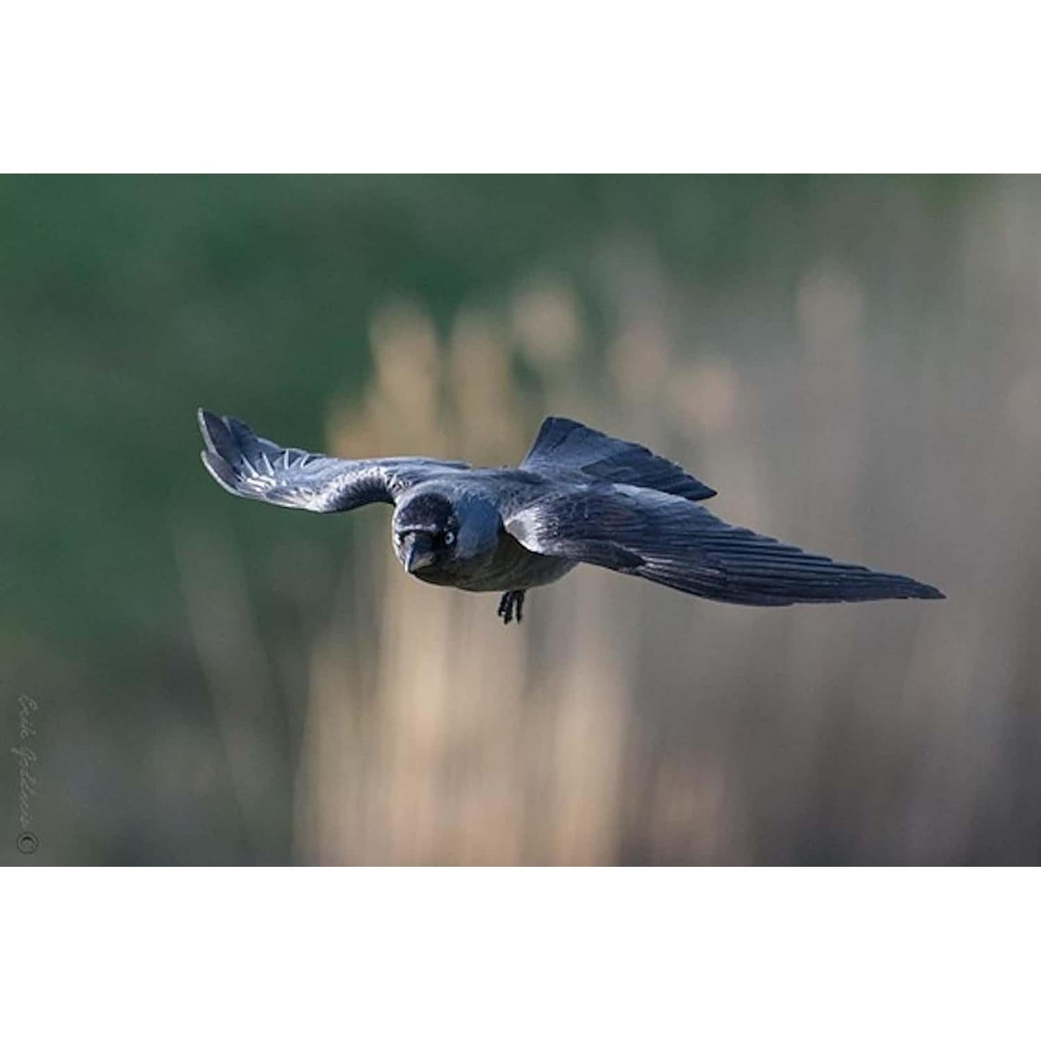 Lente Telefoto Zoom 2.2X OPTURA para Olympus Tough TG-6