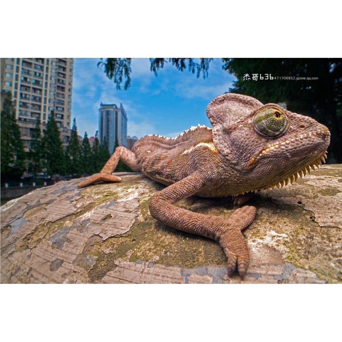 Lente Gran Angular Laowa 15mm f/4 Macro 1:1 Pentax K