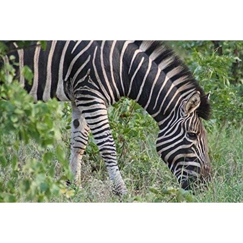 Lente Telefoto 3.5X Digital Nc para Cámaras DSLR Fujifilm