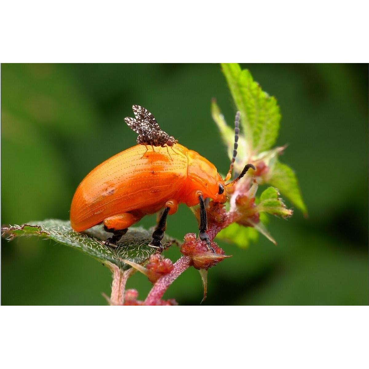 Lente Macro Venus LAOWA VEN6028C 60mm F2.8 para Canon