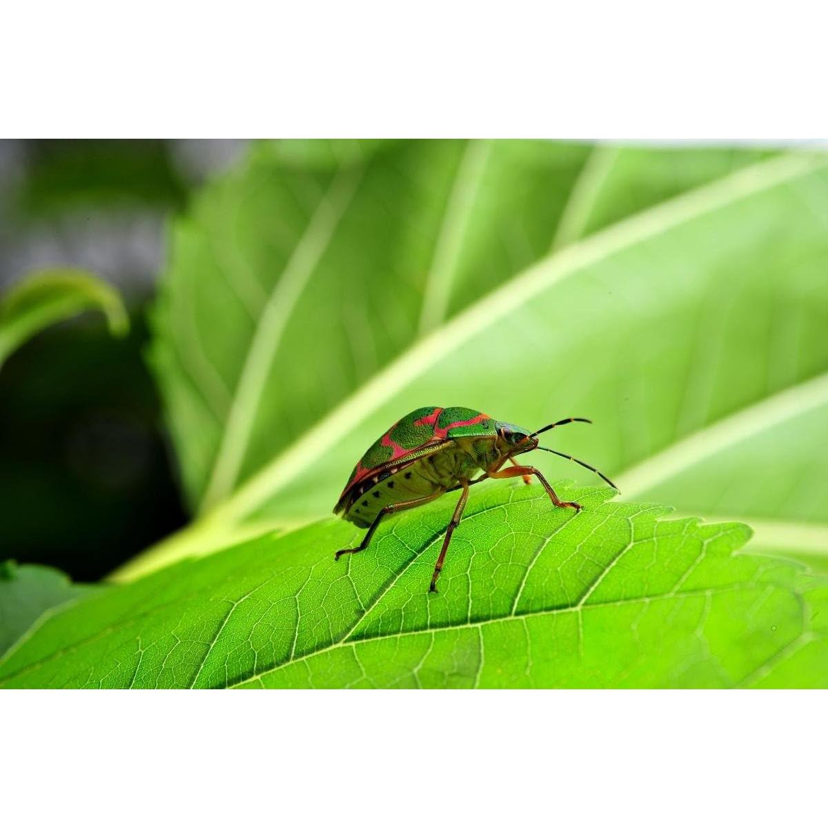 Lente Macro Venus LAOWA VEN6028C 60mm F2.8 para Canon