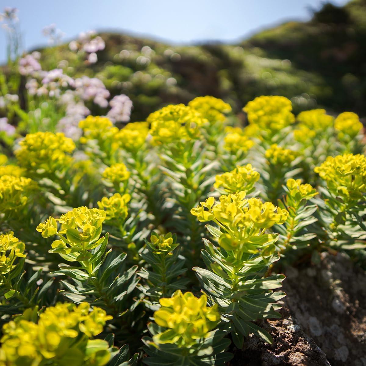 Lente Sigma 12mm F1.4 DC para cámaras Fuji X