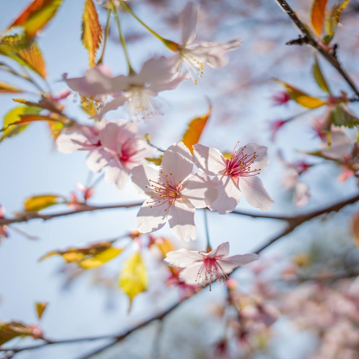 Lente Sigma 12mm F1.4 DC para cámaras Fuji X
