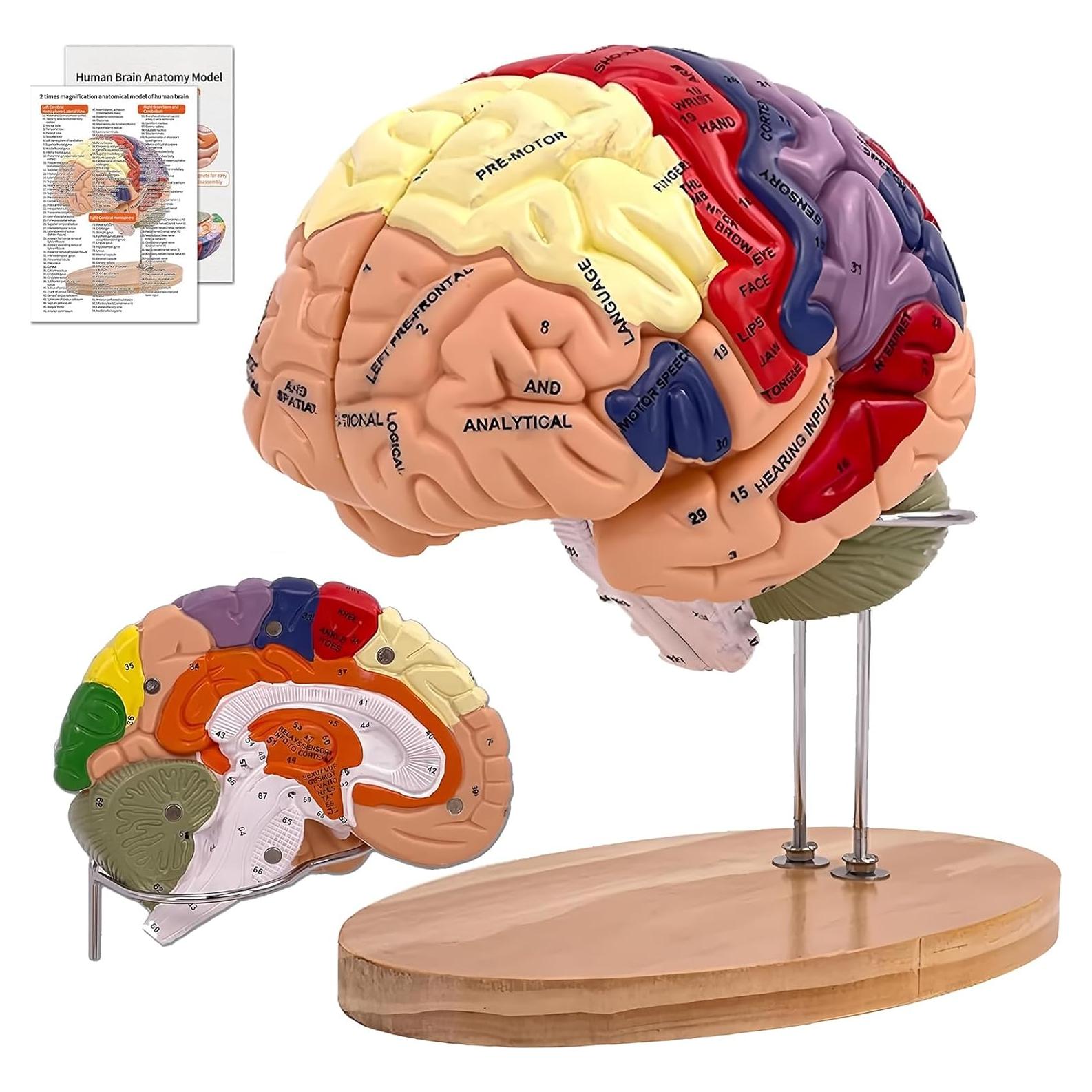 Modelo de Cerebro Humano 2X DSFGFRR Desmontable 4 Partes