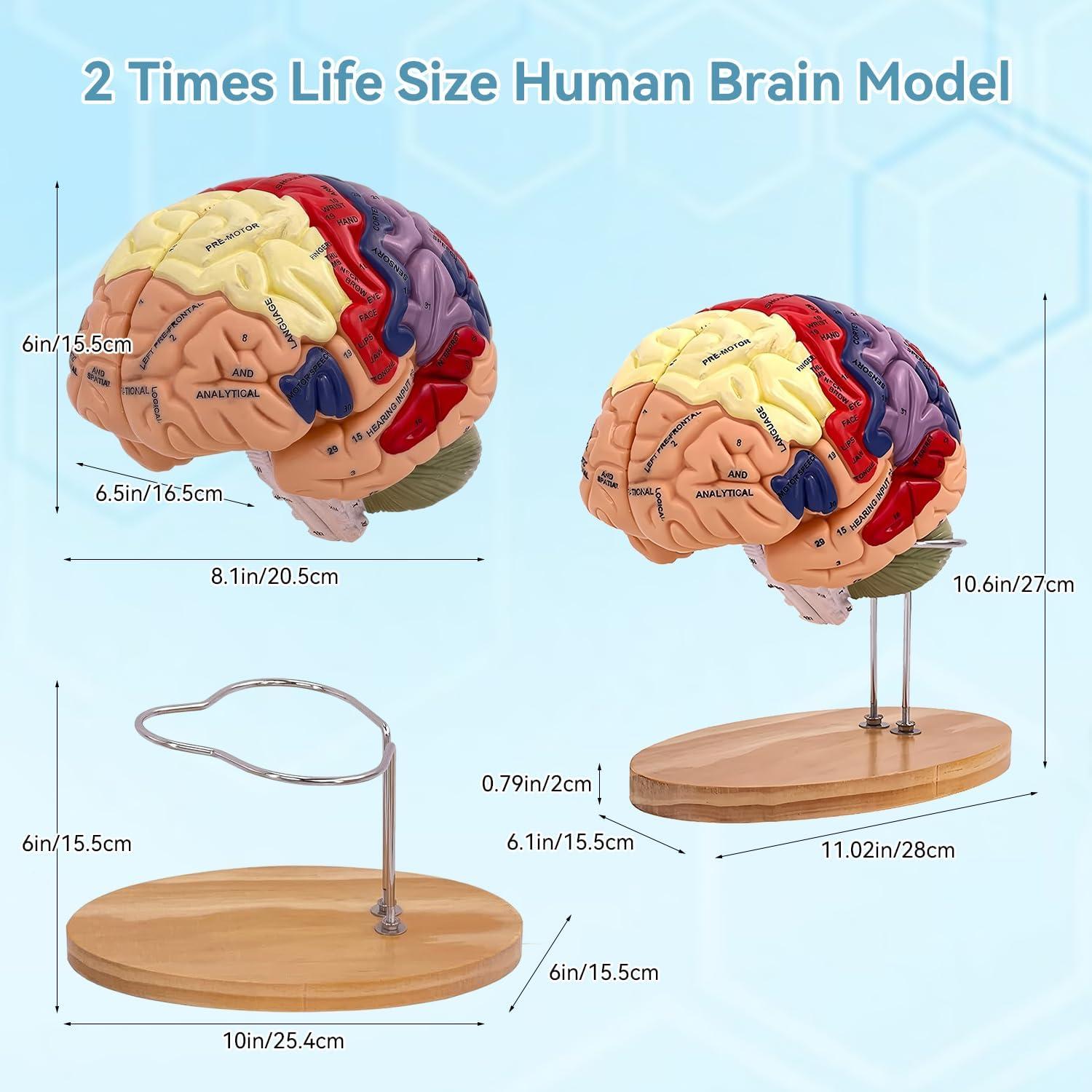 Modelo de Cerebro Humano 2X DSFGFRR Desmontable 4 Partes