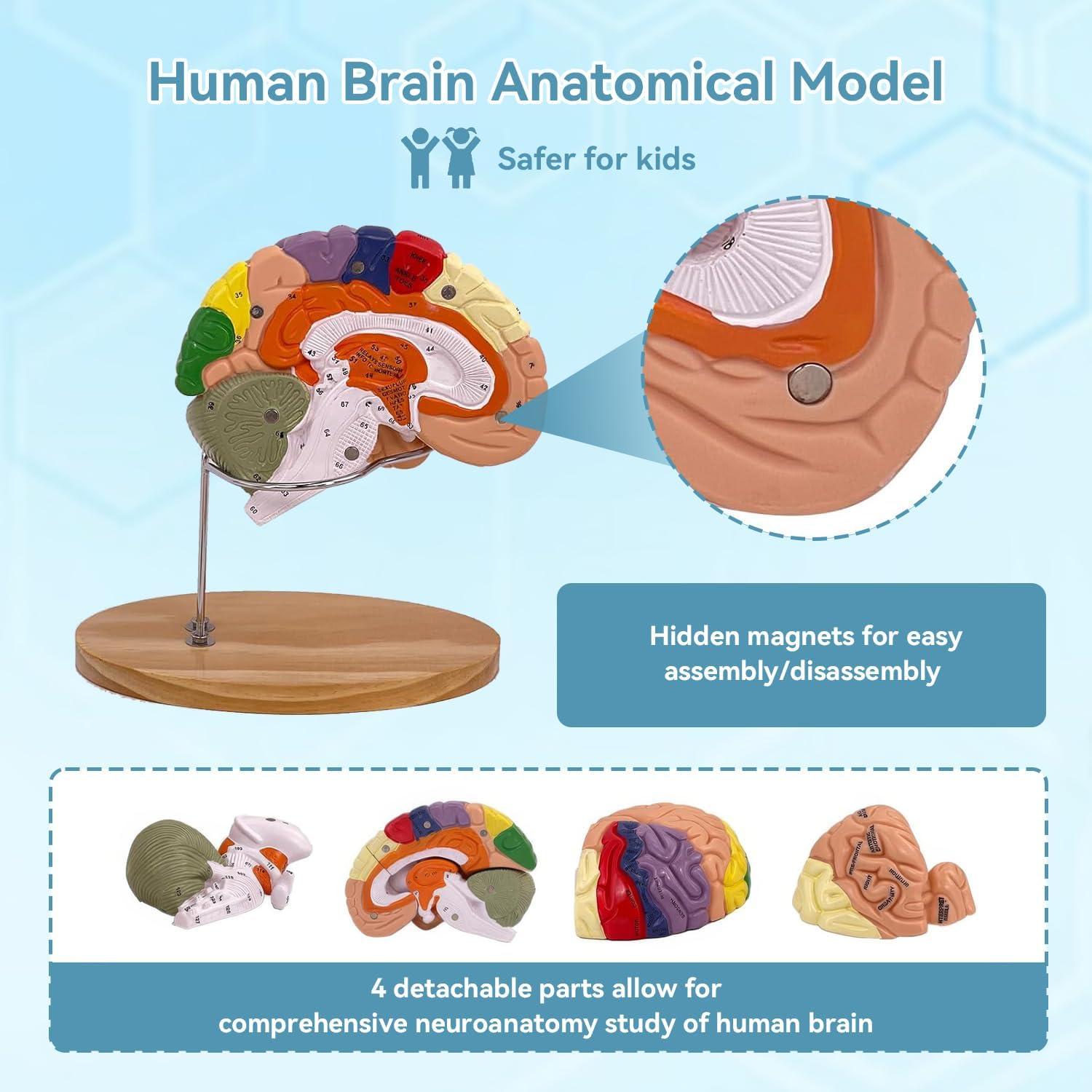 Modelo de Cerebro Humano 2X DSFGFRR Desmontable 4 Partes