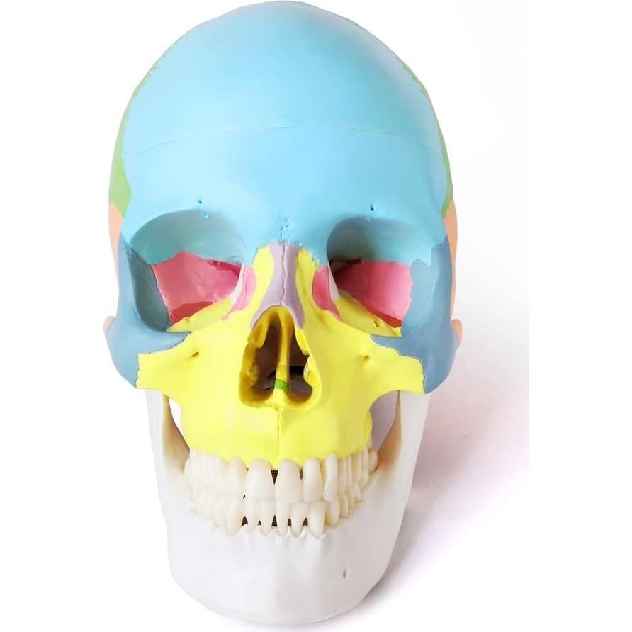 Modelo de Cráneo Humano Pintado Merinden 1:1 con Mandíbula