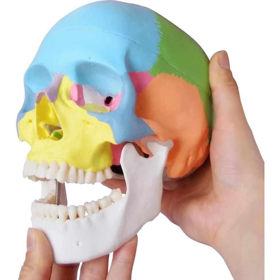 Modelo de Cráneo Humano Pintado Merinden 1:1 con Mandíbula