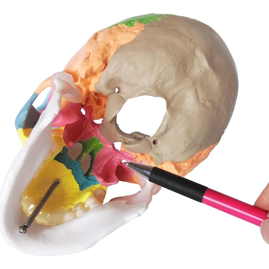 Modelo de Cráneo Humano Pintado Merinden 1:1 con Mandíbula