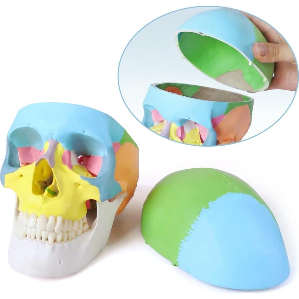 Modelo de Cráneo Humano Pintado Merinden 1:1 con Mandíbula