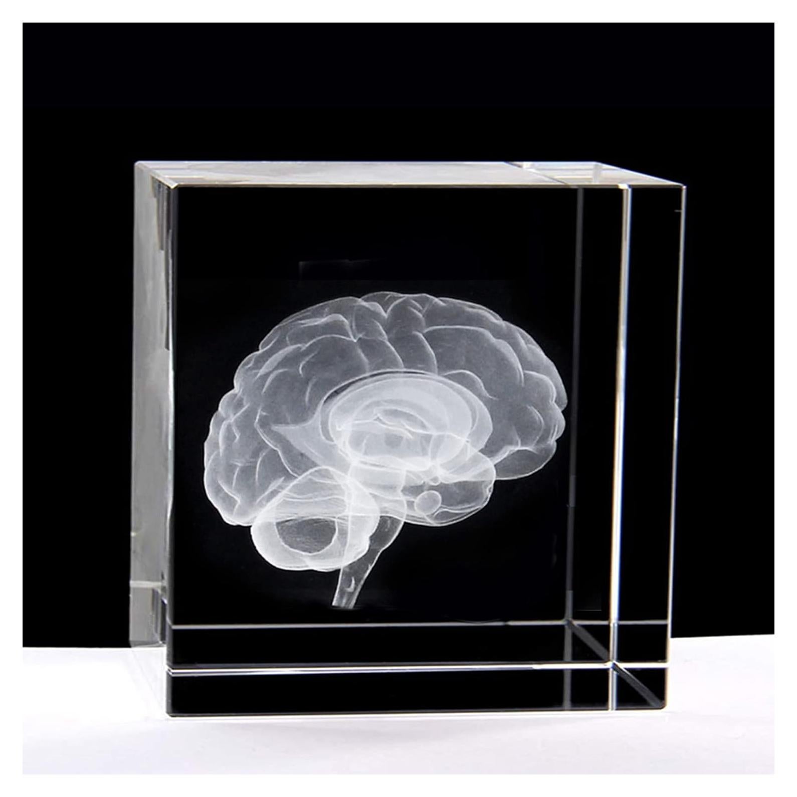 Sujetapapeles 3D Cerebro Humano XINDAM en Cristal 5.84 cm