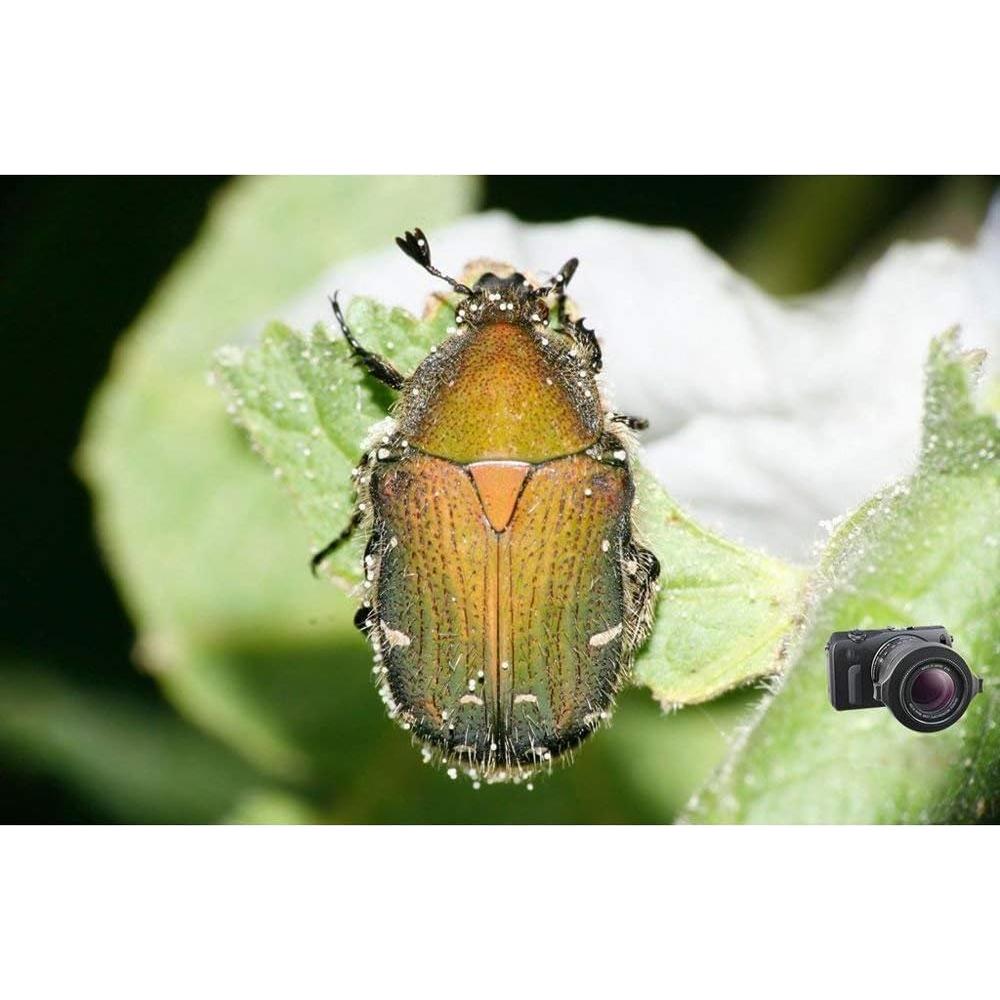 Lente Macro Raynox DCR-250 con Soporte Universal