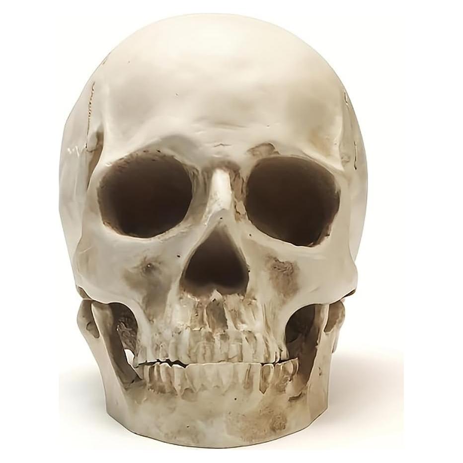 Calavera Humana de Resina SOACH 1:1 para Decoración Halloween