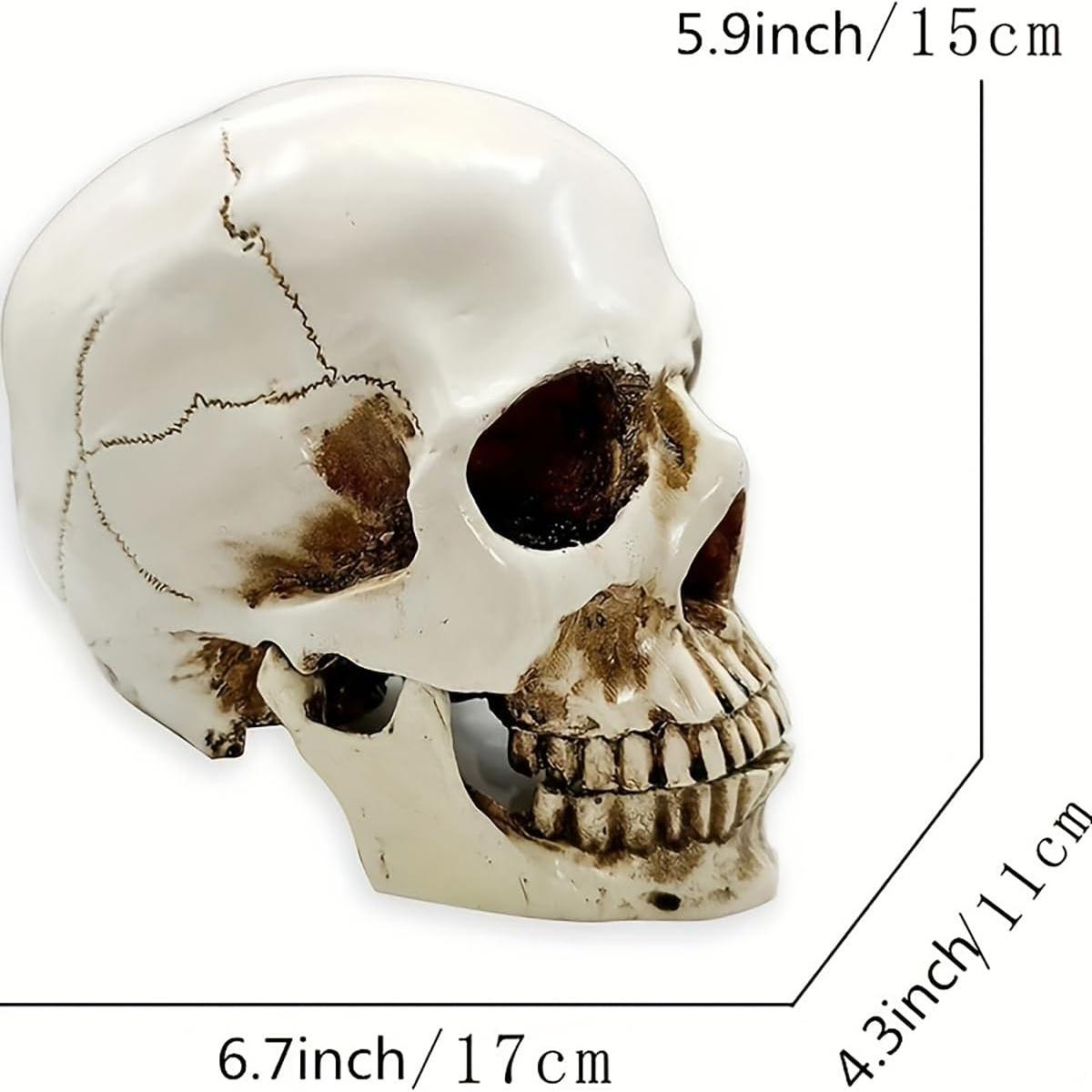 Calavera Humana de Resina SOACH 1:1 para Decoración Halloween