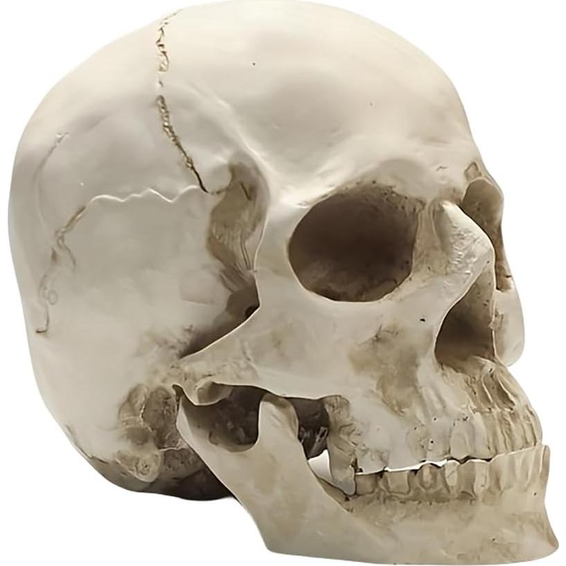 Calavera Humana de Resina SOACH 1:1 para Decoración Halloween
