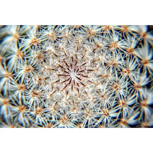 Lente Macro Close Up +4 Digital Nc para Leica V-LUX 4