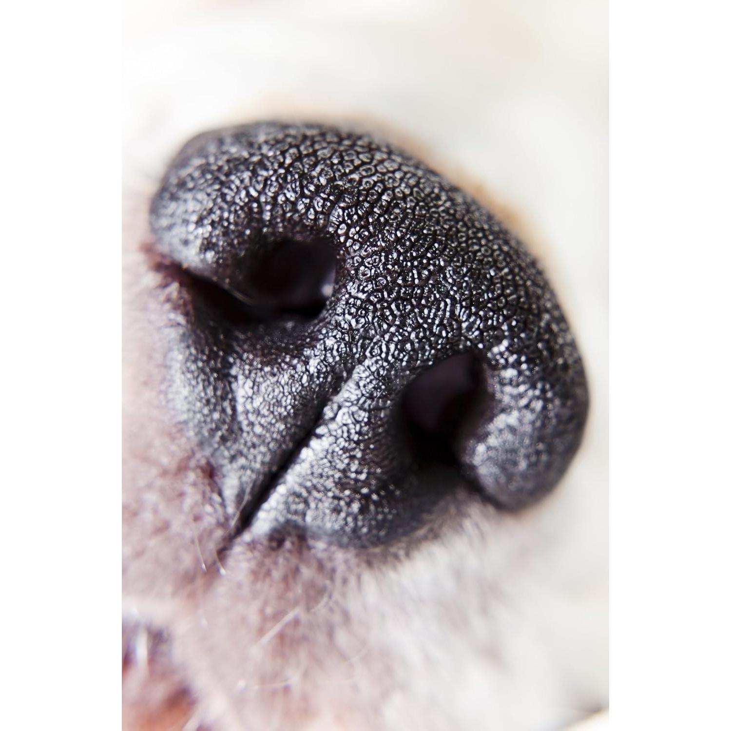 Lente Macro Digital Nc 10x Alta Definición para Leica X1