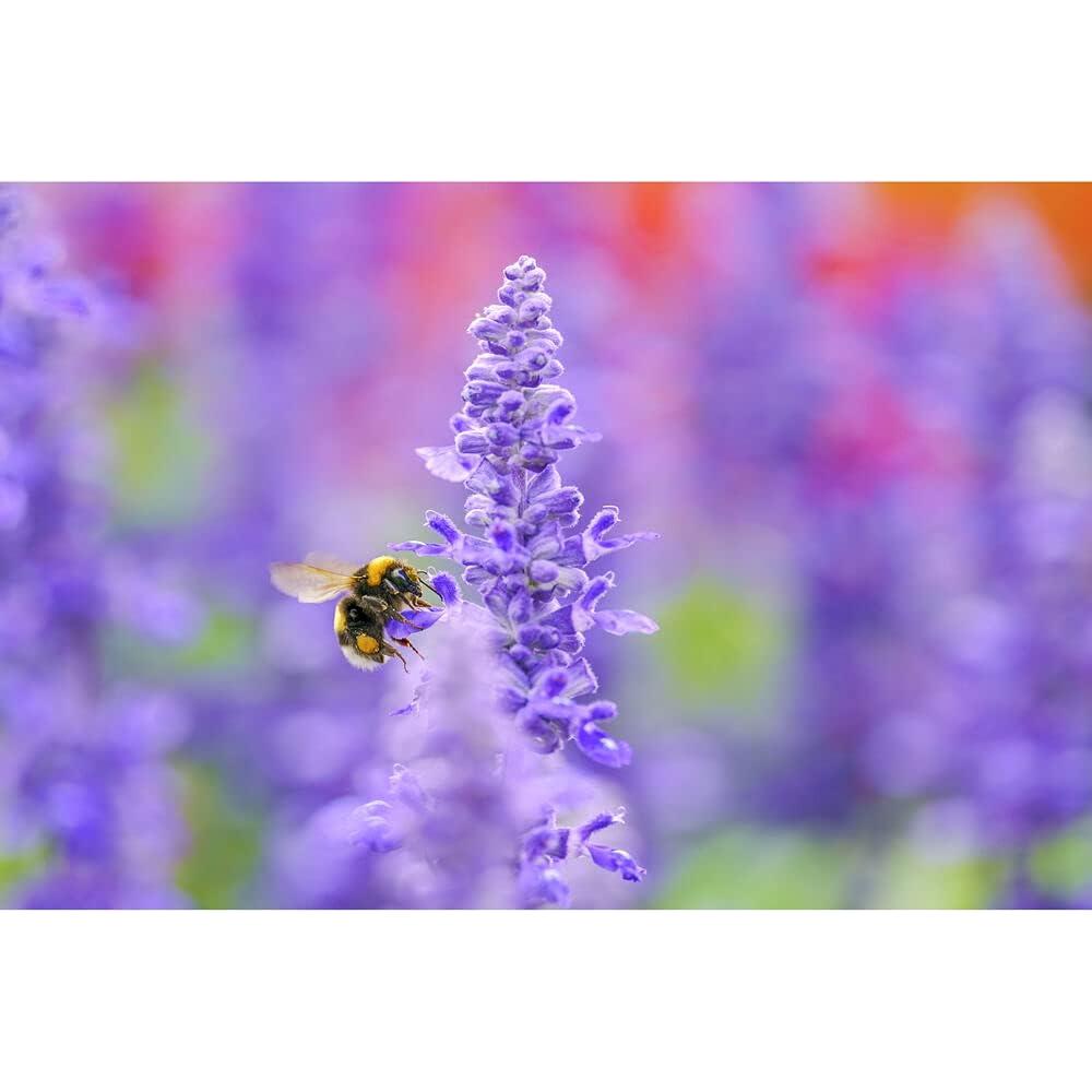 Lente Sigma 105mm f/2.8 DG DN Macro Art para Sony E + Accesorios