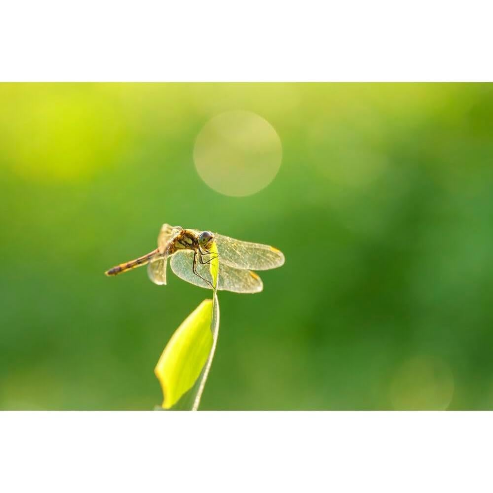 Lente Sigma 105mm f/2.8 DG DN Macro Art para Sony E + Accesorios