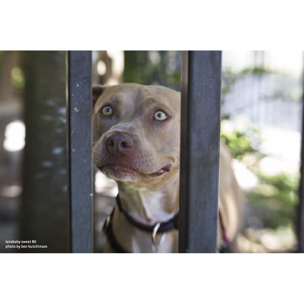 Lente de Enfoque Selectivo Lensbaby Composer Pro II 80mm f/2.8