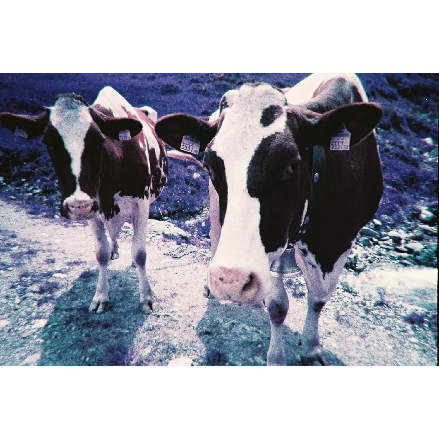 Cámara de película recargable Lomography Simple Use 35mm