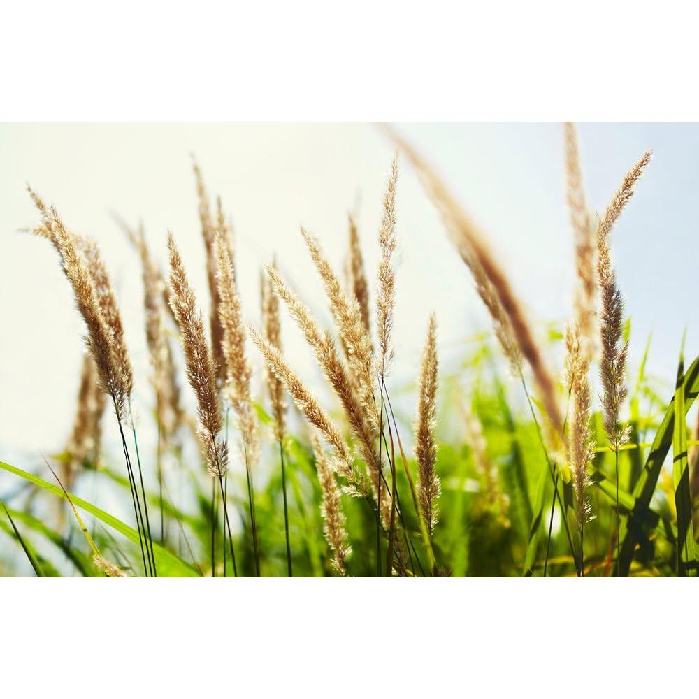 Lente de Video Samyang 50 mm T1.5 VDSLR para Nikon