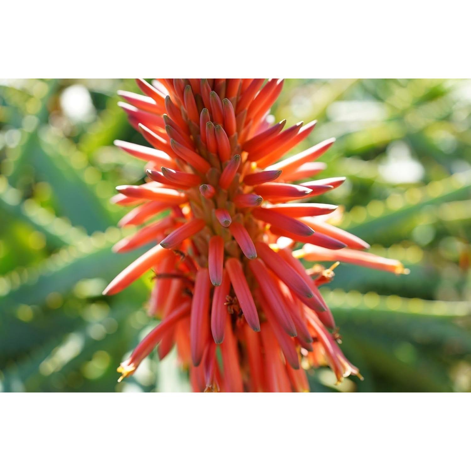 Lente Sony SEL40F25G FE 40mm f/2.5 G Ultra-Compacto