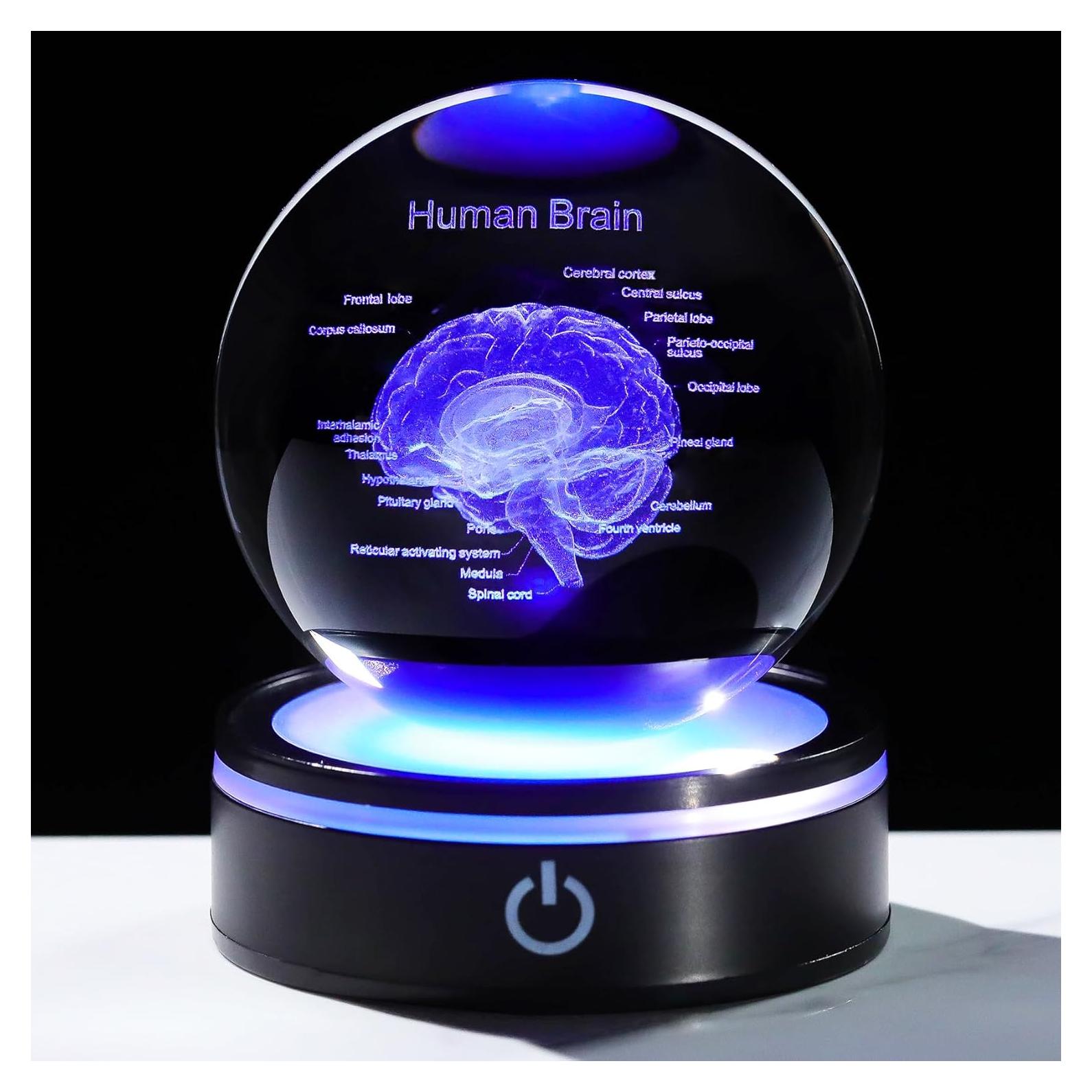 Bola de Cristal 3D Cerebro Humano YWHL con Base LED Colorida
