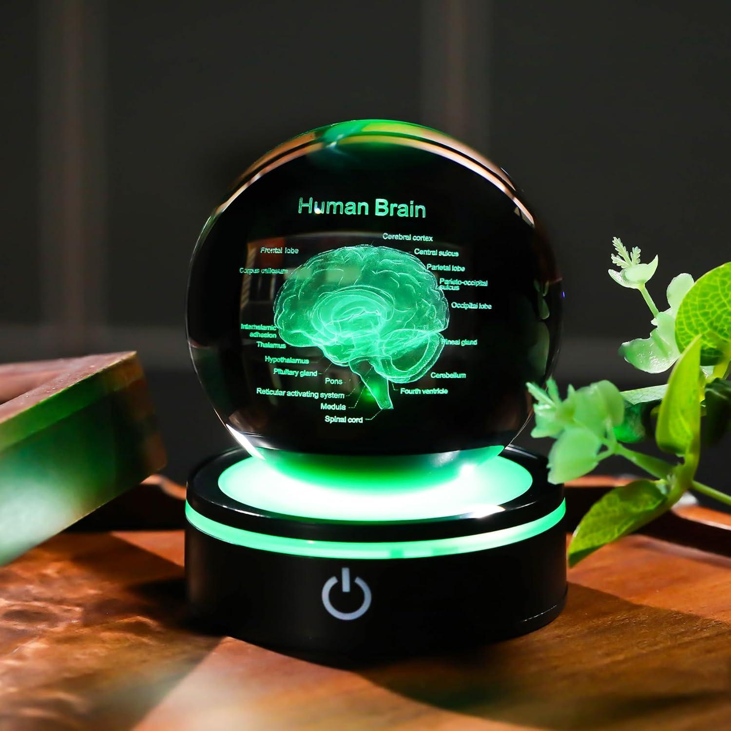 Bola de Cristal 3D Cerebro Humano YWHL con Base LED Colorida