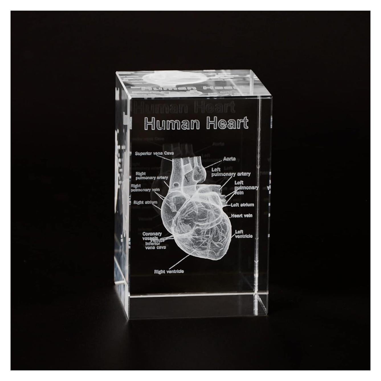 Modelo Anatómico de Corazón Humano en Cristal 3D Ultrassist